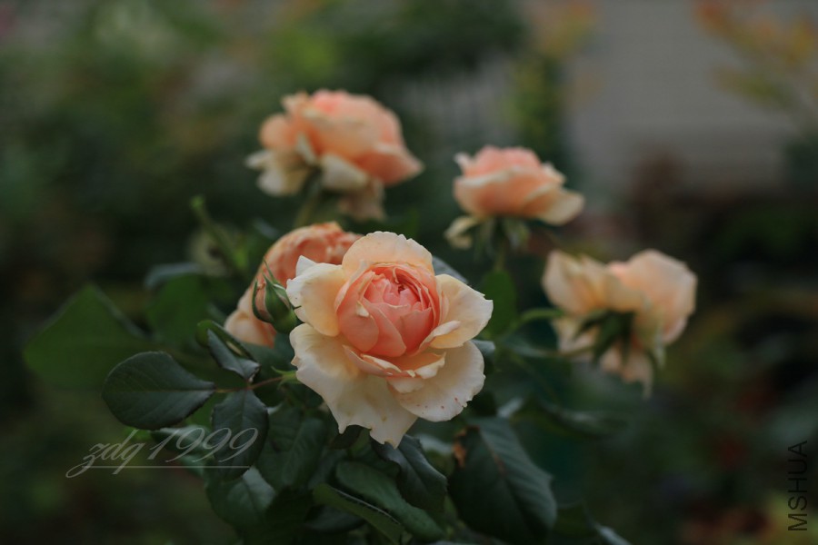 IMG_7486.jpg