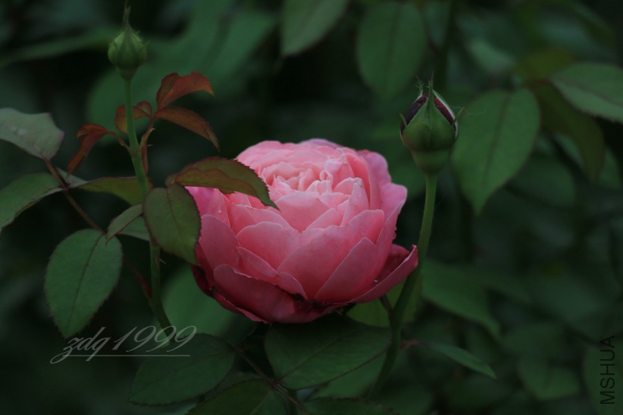 IMG_7490.jpg