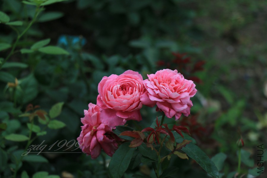 IMG_7507.jpg