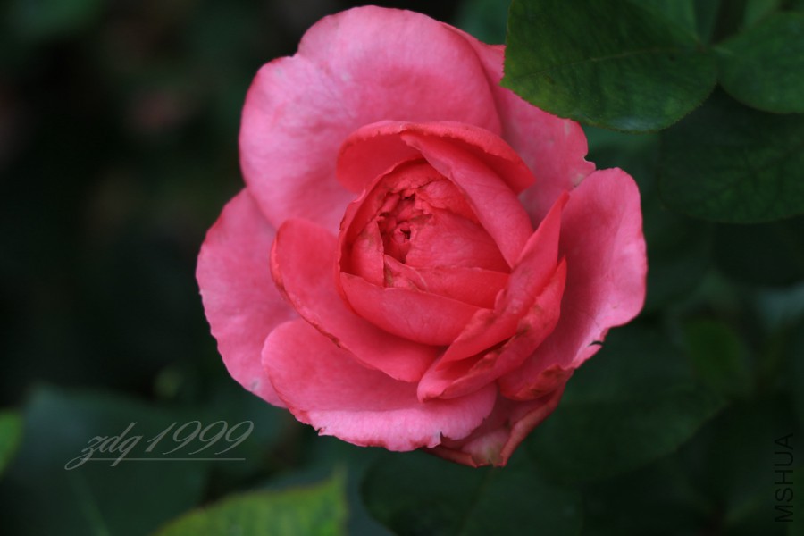 IMG_7510.jpg