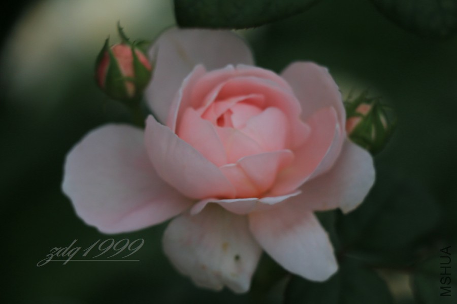 IMG_7525.jpg