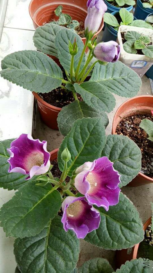 ΢��ͼƬ_20170629092800.jpg