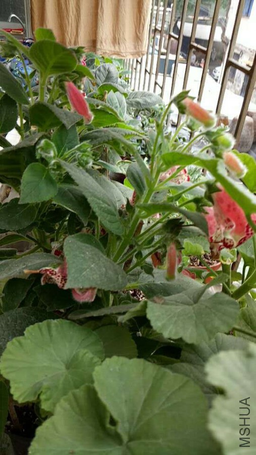 ΢��ͼƬ_20170629092827.jpg