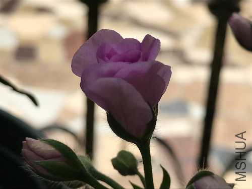 IMG_5712.JPG