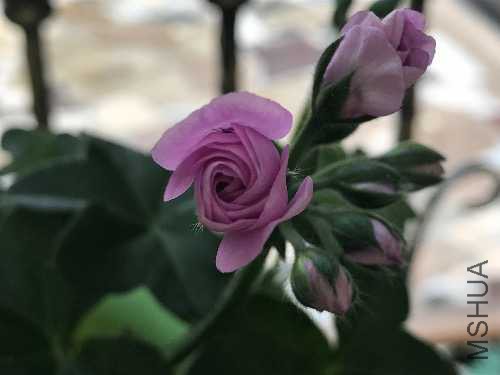 IMG_5687.JPG