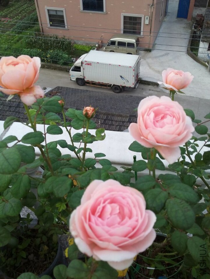 QQͼƬ20170629083259.jpg