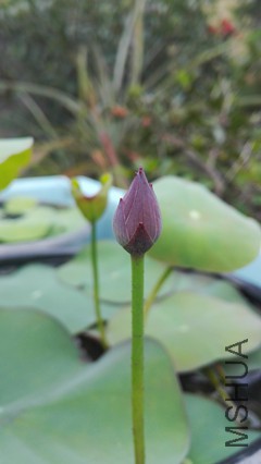 IMG_20170526_123723_����.jpg