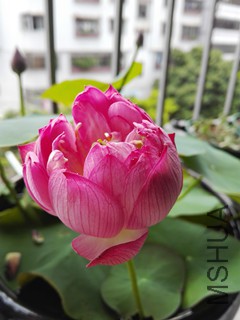 IMG_20170605_132617_����.jpg