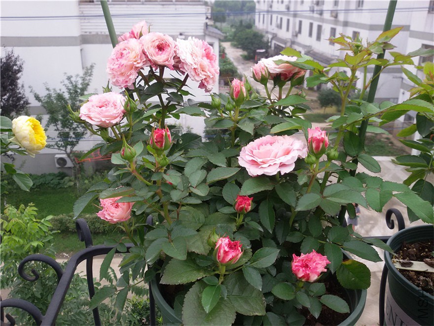 20170628_073712.jpg