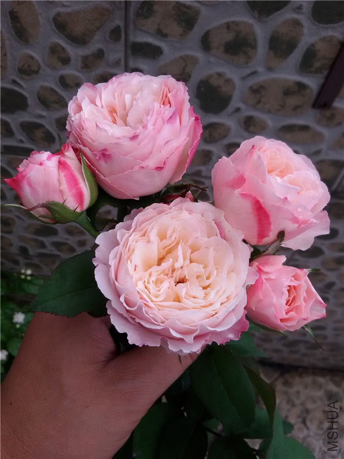 20170629_183536.jpg