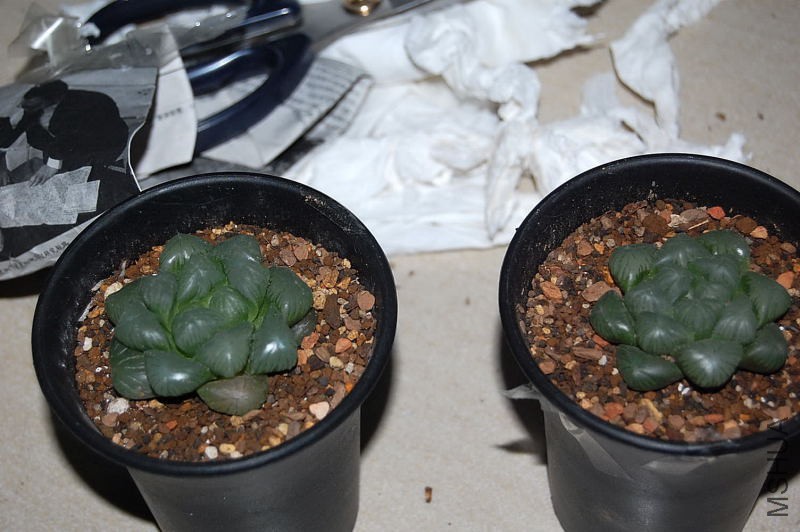 DSC_51740022.JPG