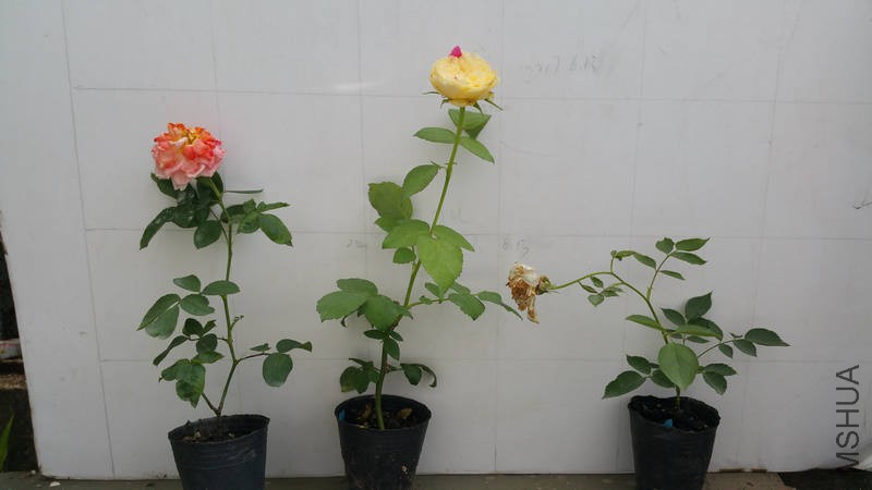 20170630_114909.jpg