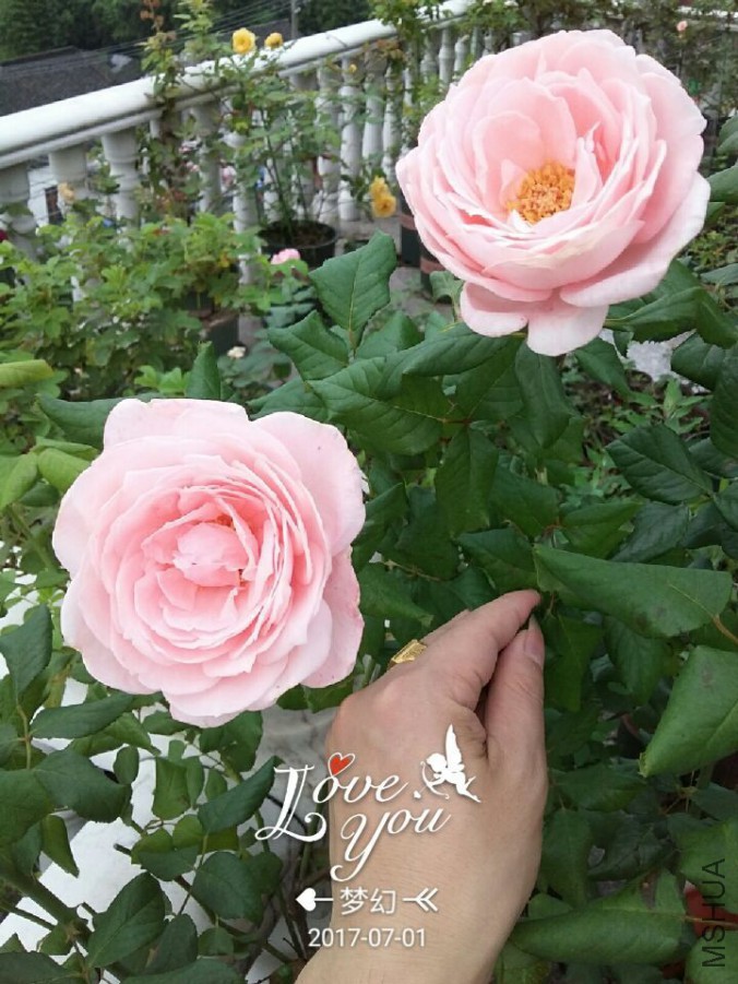 QQͼƬ20170701093336.jpg