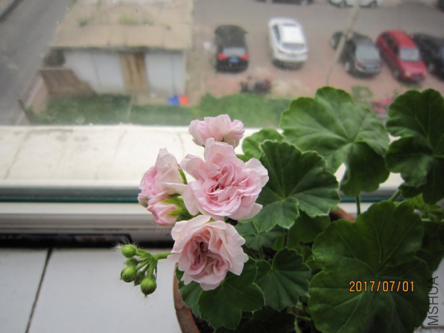 IMG_0005_1024x768.JPG