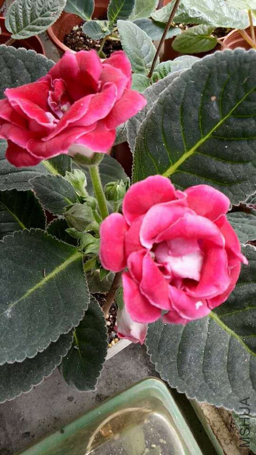 ΢��ͼƬ_20170702084808.jpg