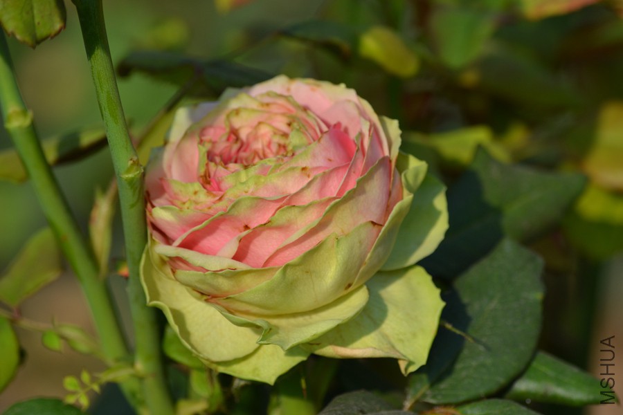 DSC_2888.jpg
