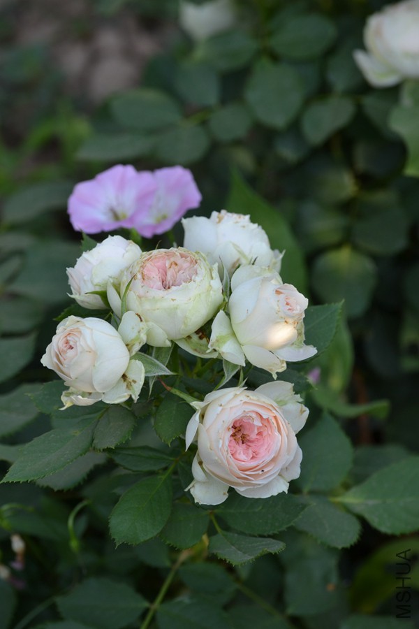 DSC_2900.jpg