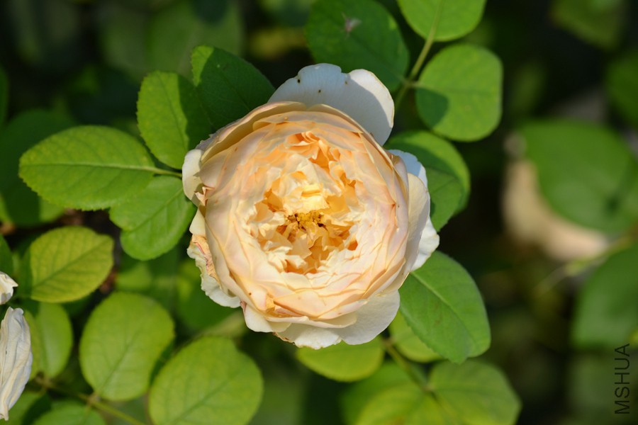 DSC_2902.jpg
