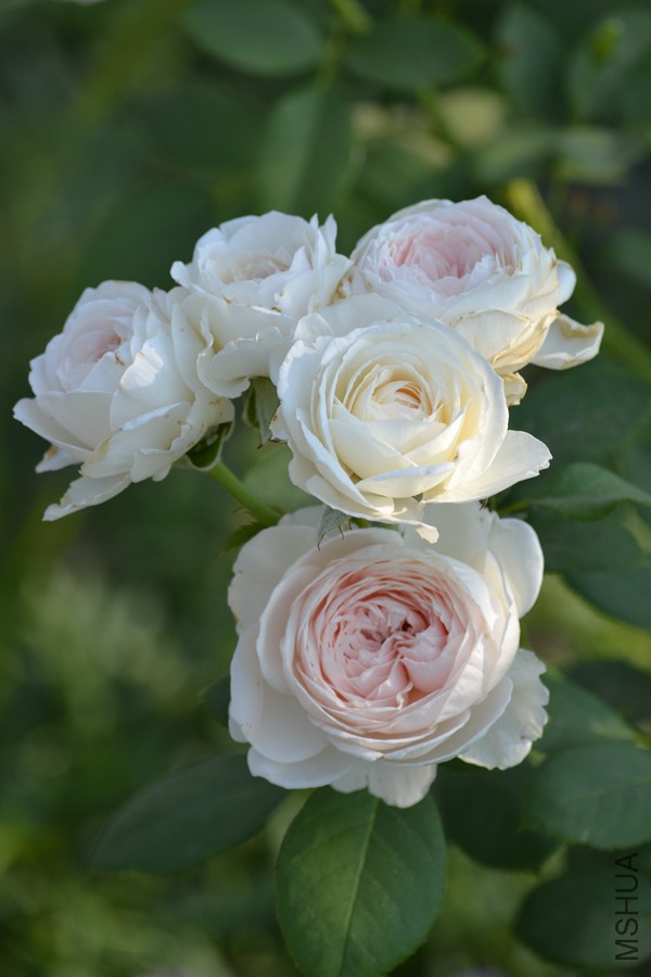 DSC_2907.jpg