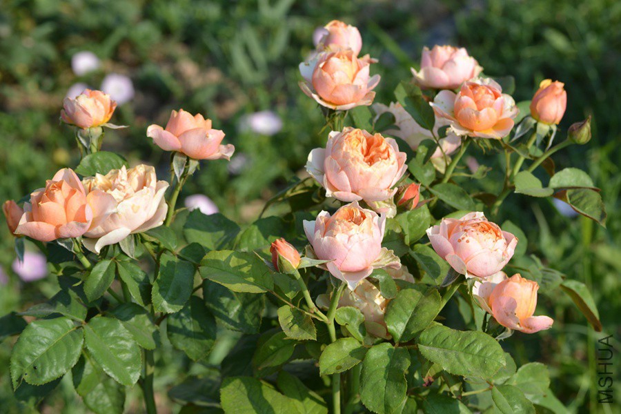 DSC_2908.jpg