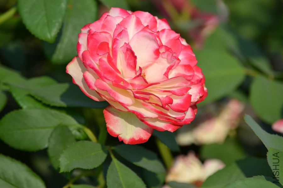 DSC_2910.jpg