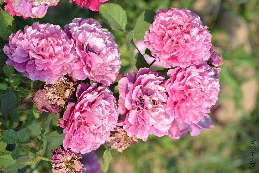 DSC_2913.jpg