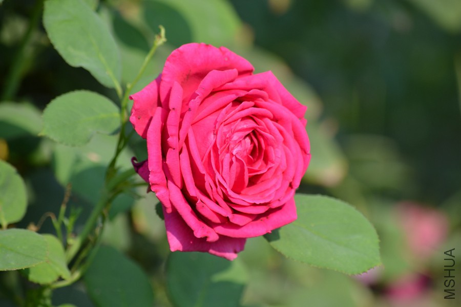 DSC_2916.jpg