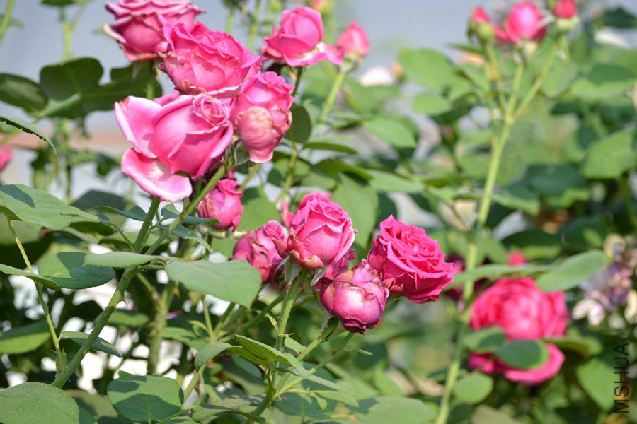 DSC_2918.jpg