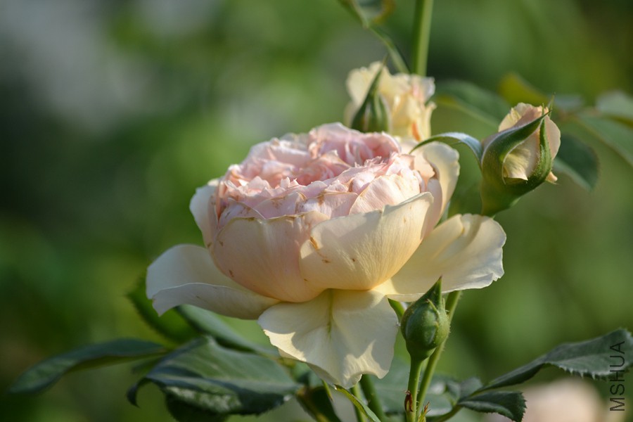 DSC_2926.jpg