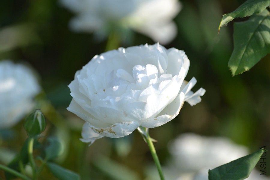 DSC_2928.jpg