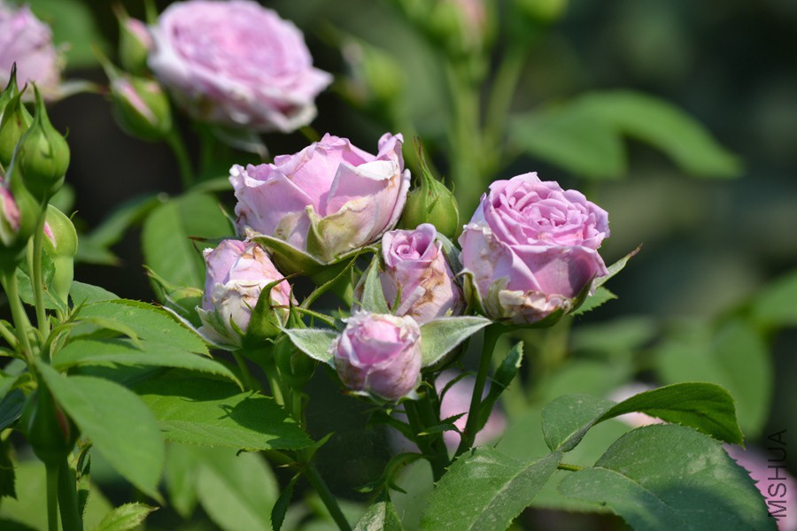 DSC_2932.jpg
