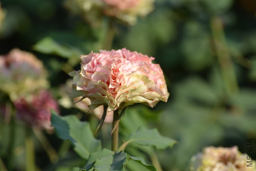 DSC_2930.jpg