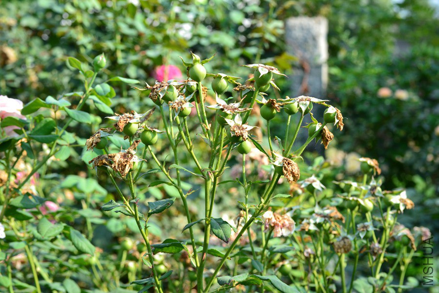 DSC_2935.jpg