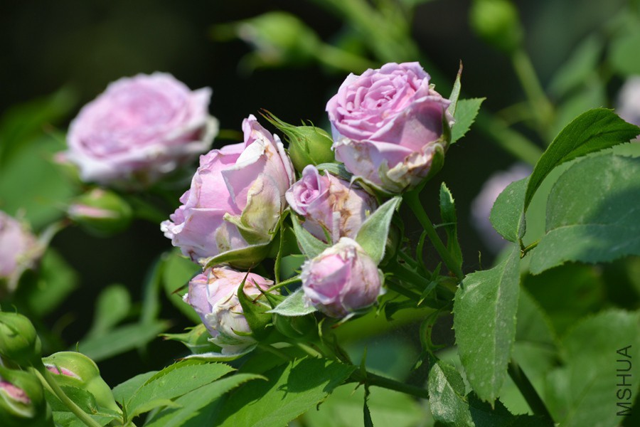 DSC_2933.jpg