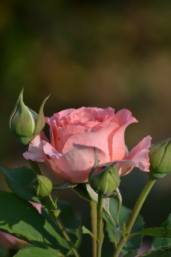 DSC_2937.jpg
