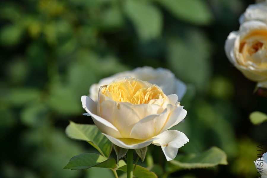 DSC_2942.jpg