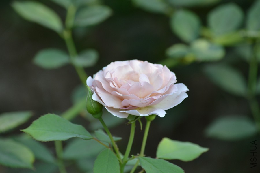DSC_2945.jpg