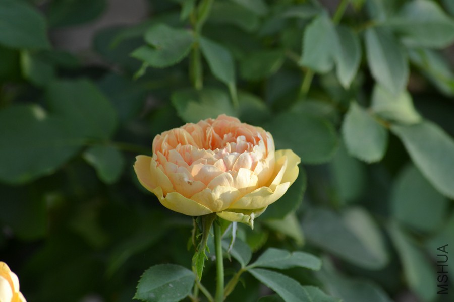 DSC_2947.jpg