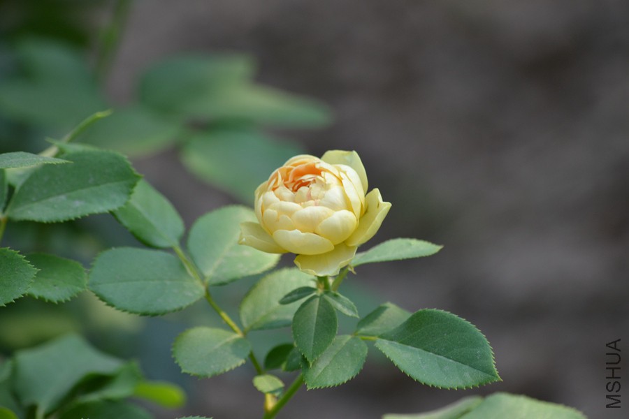 DSC_2948.jpg