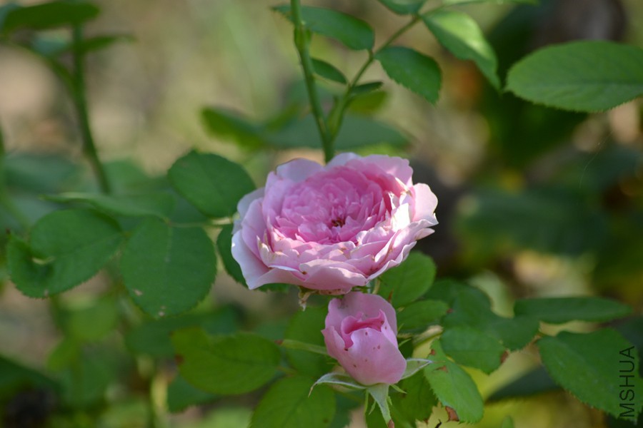 DSC_2949.jpg