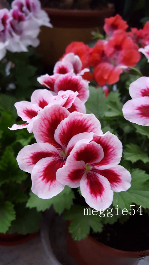 20170518_064750.jpg