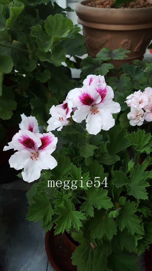20170630_195505.jpg