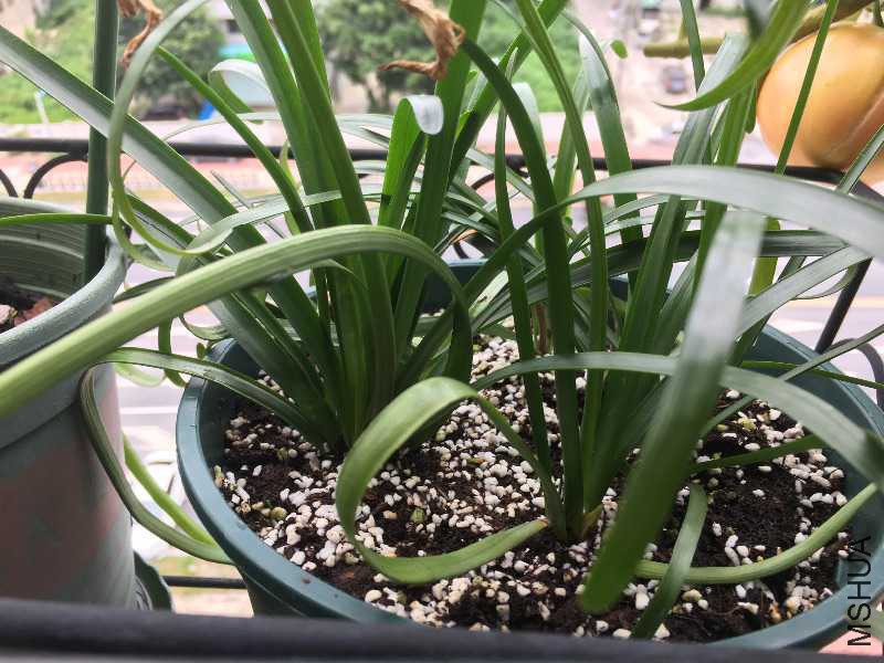 һ����������4����+2�д����־�Ϊ������