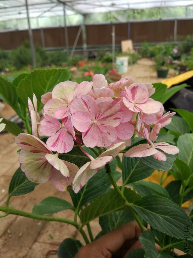 ���۵Ļ���