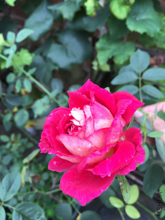 IMG_3338_����.jpg