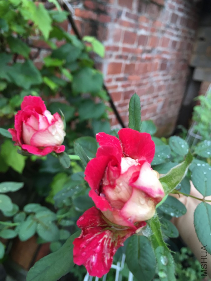IMG_3368_����.jpg