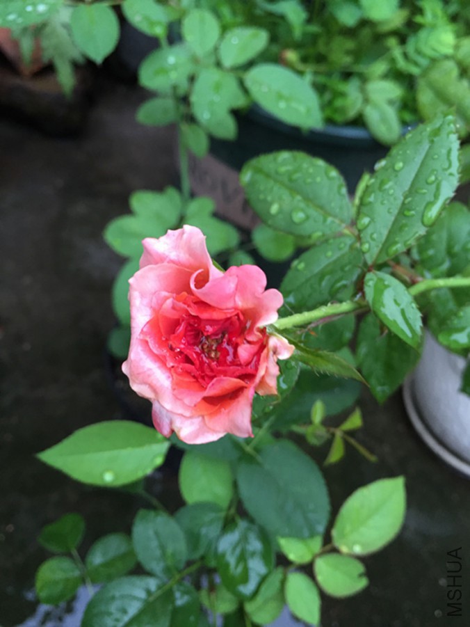 IMG_3366_����.jpg