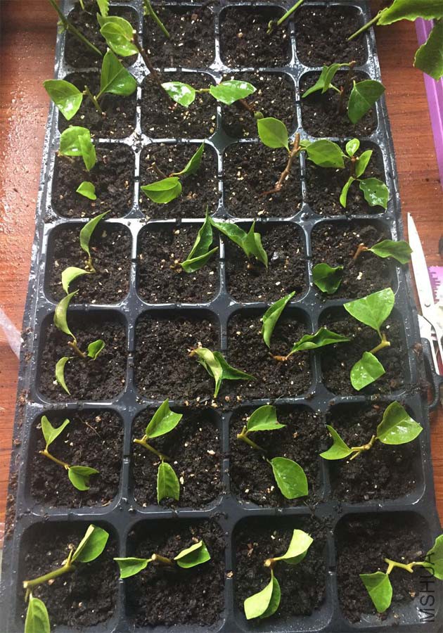 δ����-1 ����.jpg