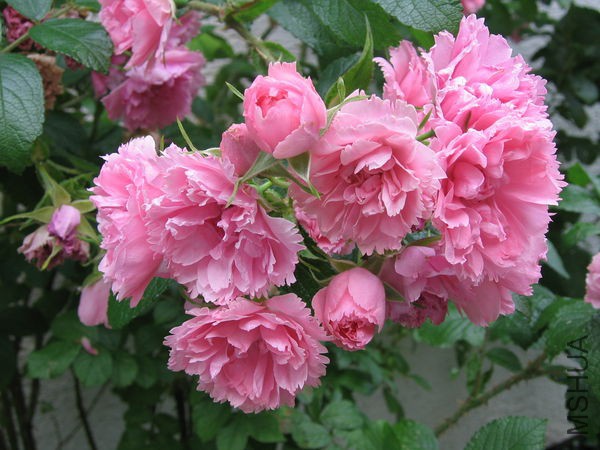 600px-Pink_grootendorst.jpg