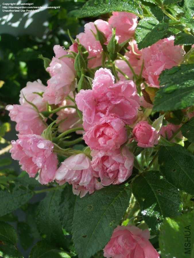 af9a68.jpg